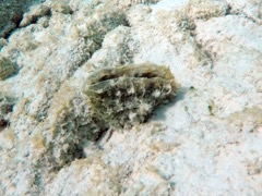 Amber Penshell clam